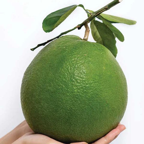 Vietnam Pomelo - Fresh and Sweet, Import Product ( From 3 to 7 Lbs/ each )