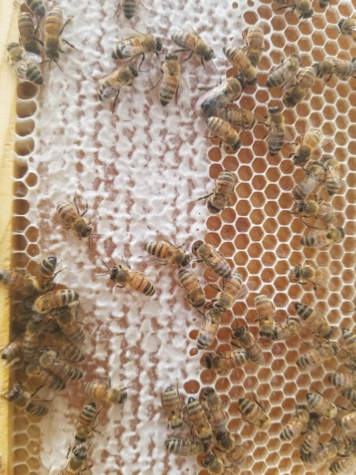 Manuka & Raw Florida Honey - Allergy Blend