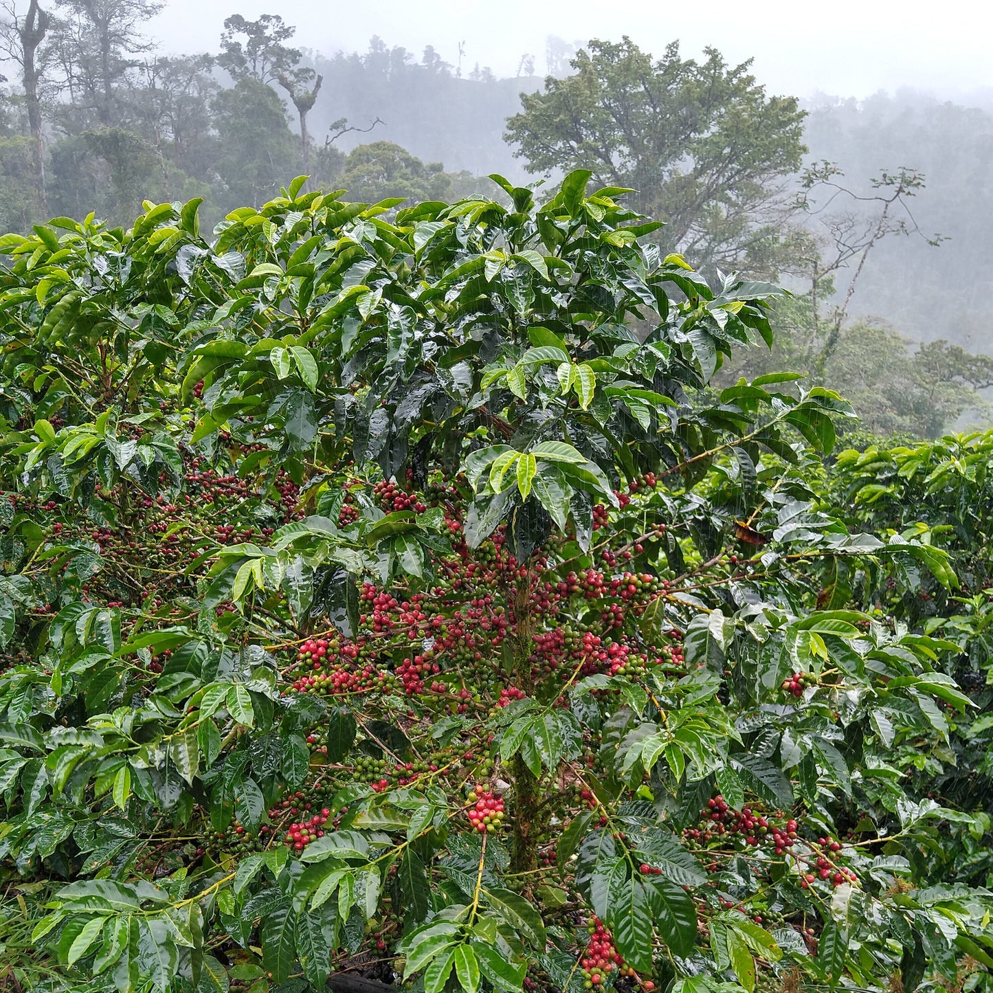 Nicaragua Fincas Mierisch Mama Mina Peaberry