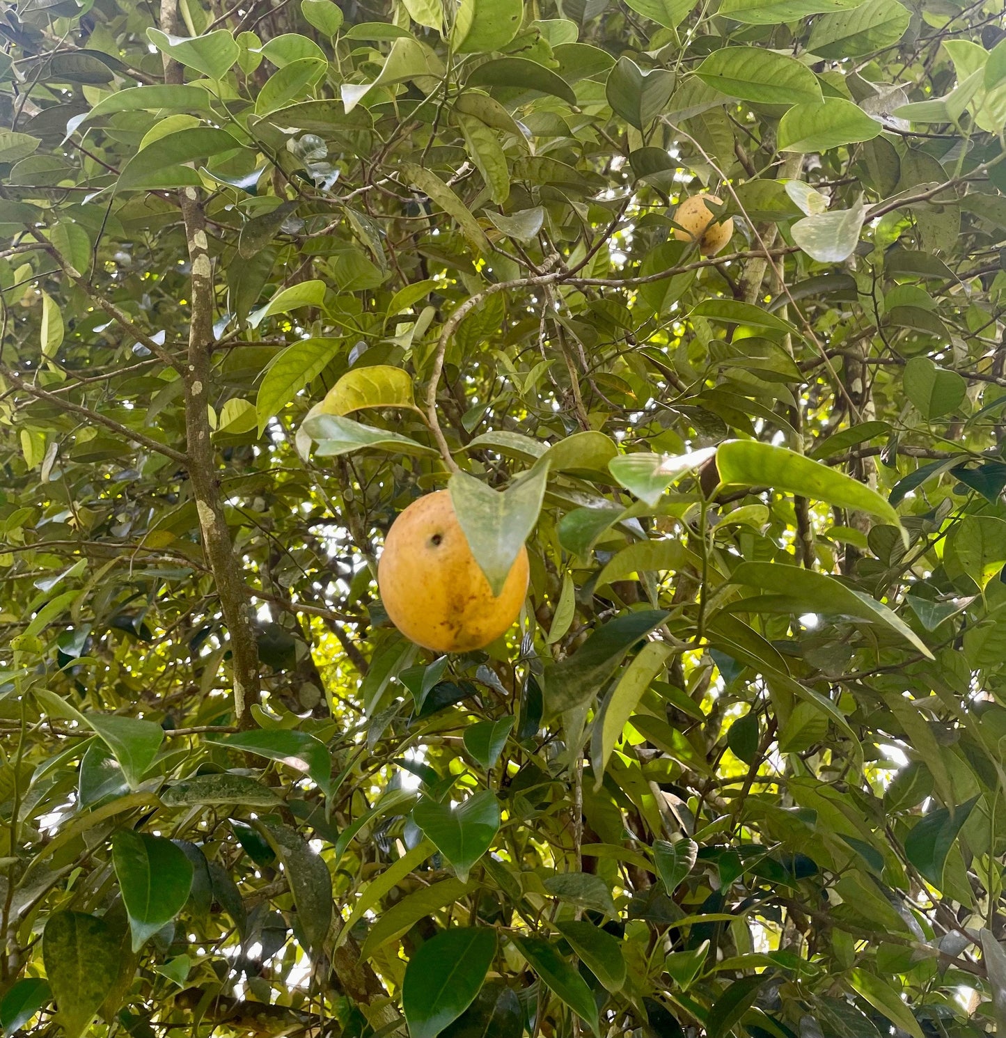 Sourcery Nutmeg Jars - 6 Jars x 1 Case