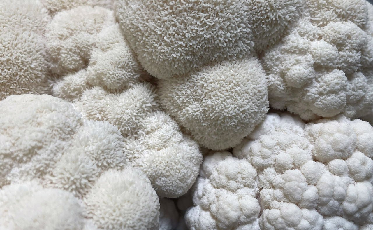 Ahara Mushrooms Golden Mane Mushroom Chai - 10 bags