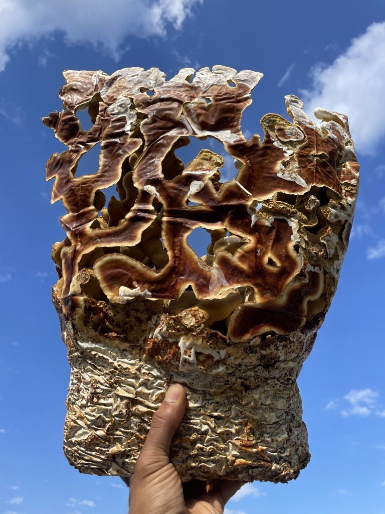 Ahara Mushrooms Reishi Capsules