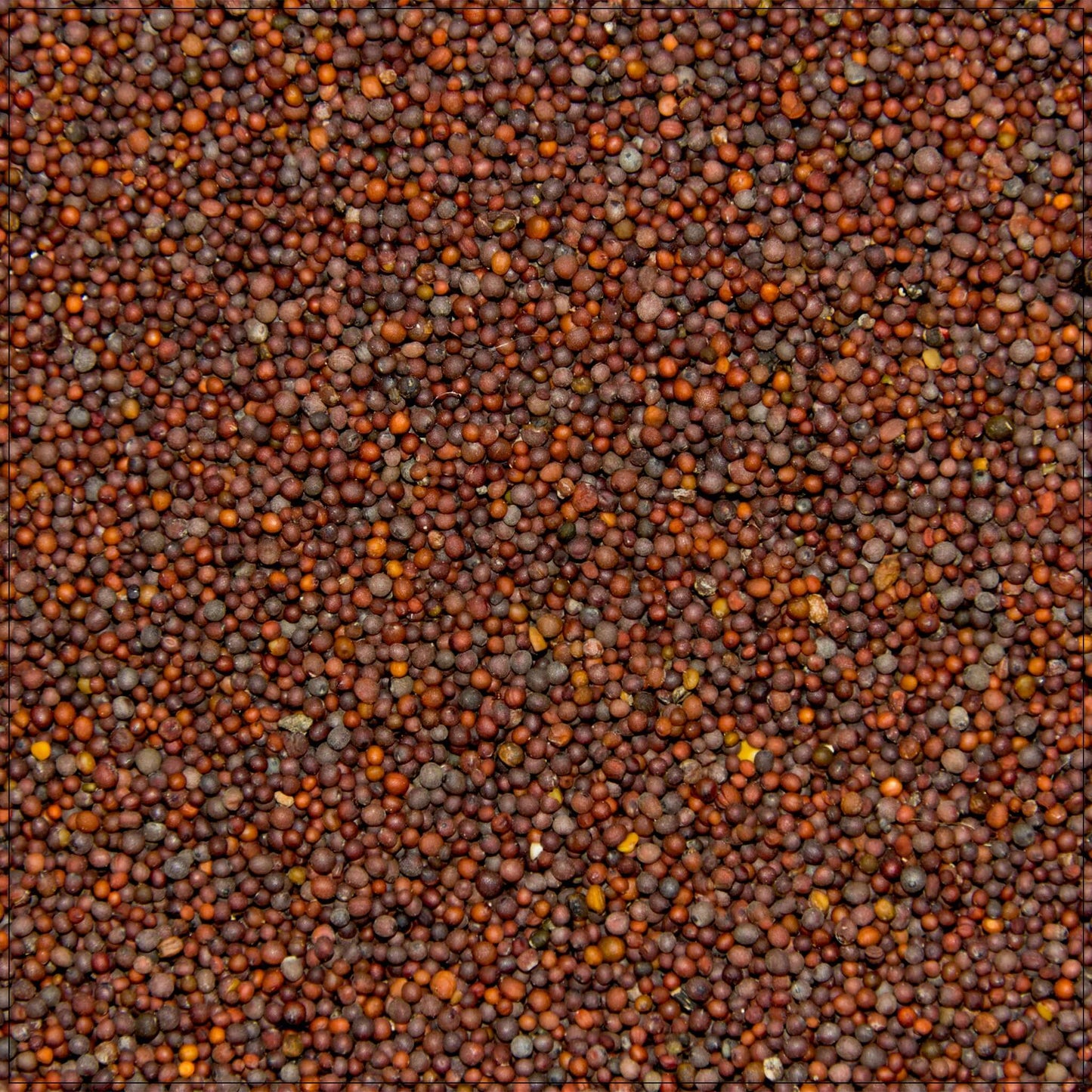 Black Mustard Seeds