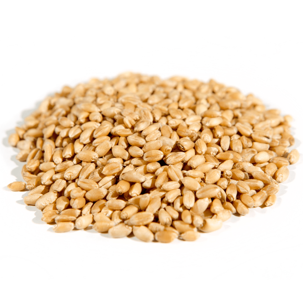 Wheat Berries, Hard White, Organic