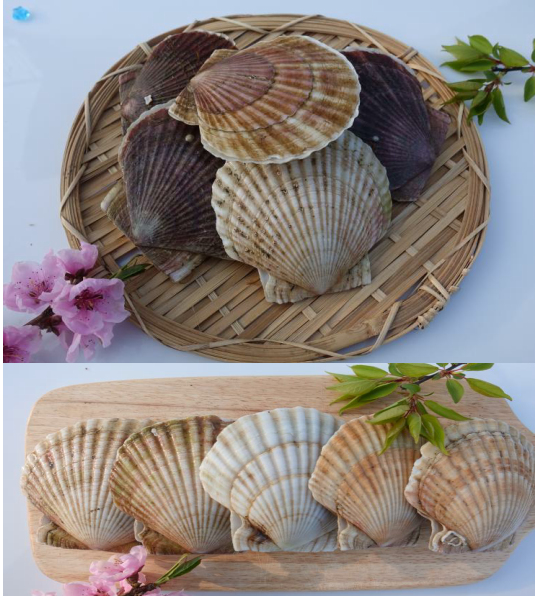 Great Scallops (Frozen 600g, 4–5 pcs)