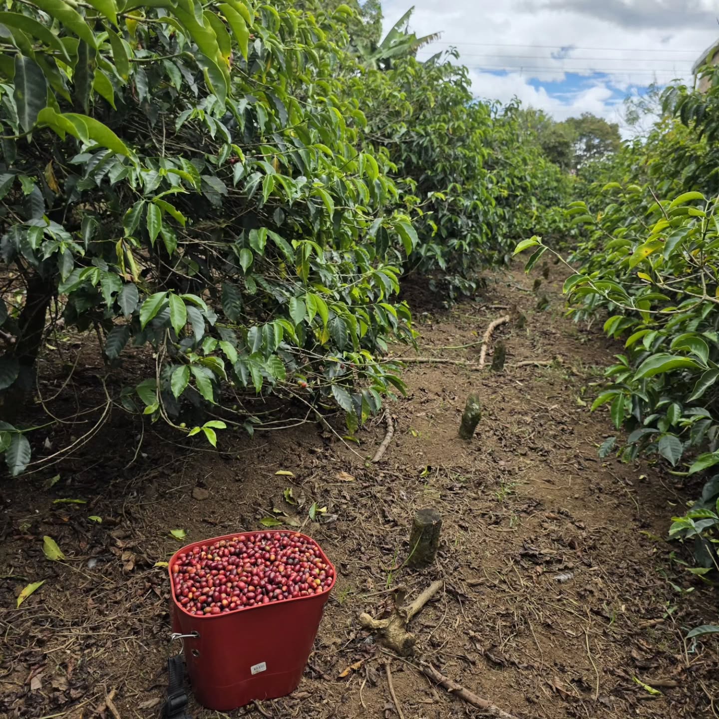 EDINSON ARGOTE GESHA