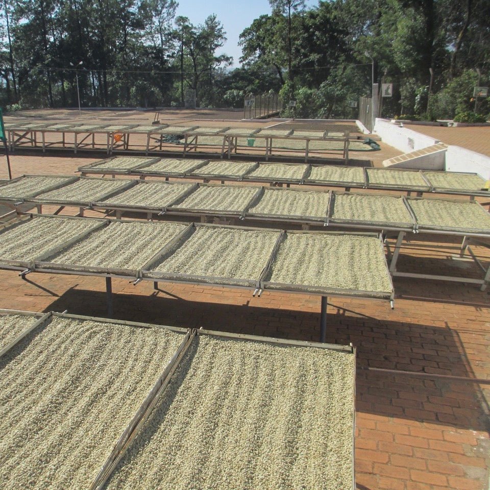 Bold | Badnekhan | Medium-Dark Roast (Whole Beans) - 6 bags x 12oz