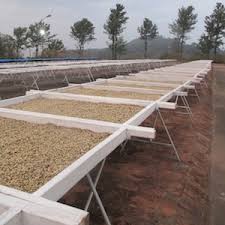 Bright - Kerkeicoondah | Medium-Light Roast (Whole Beans) Bags - 6 bags x 12oz