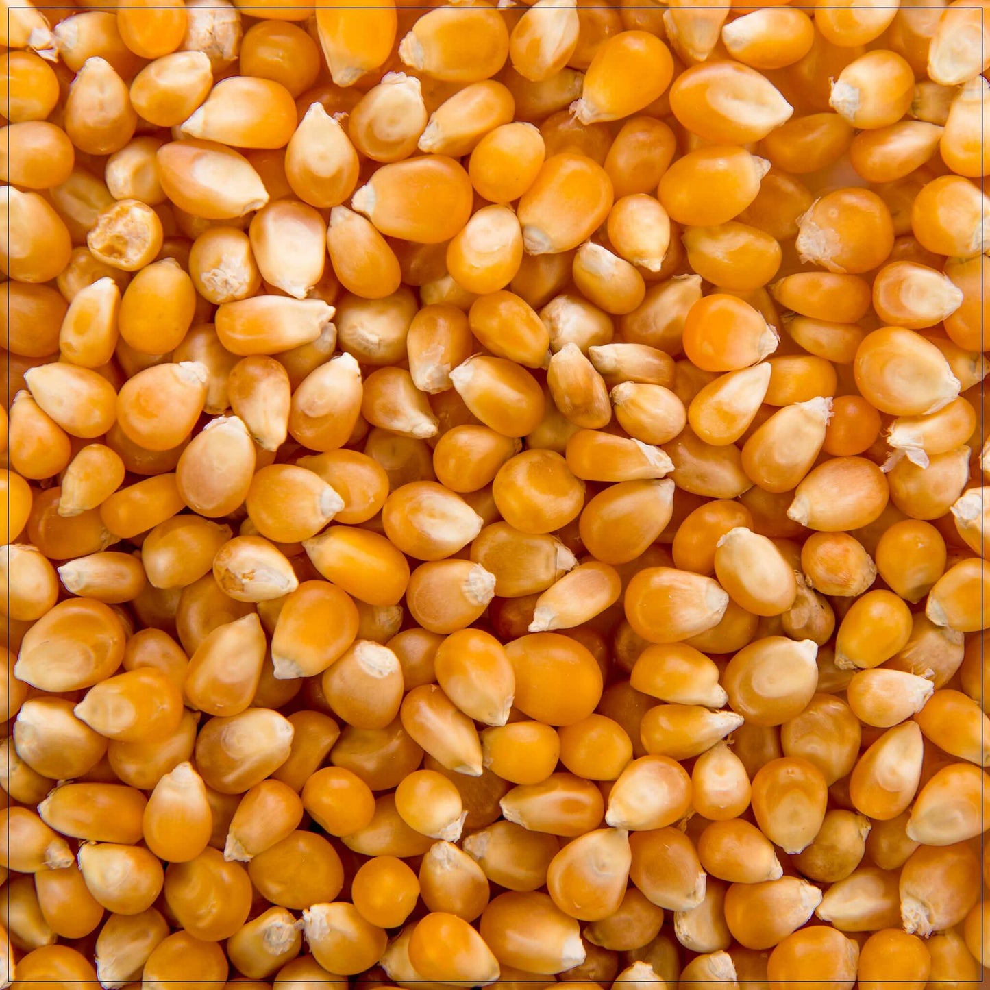 Popcorn Kernels