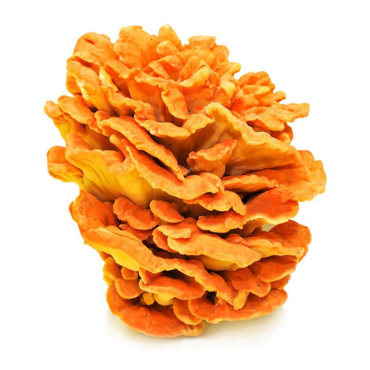 Mush Hub Dried Wild Mushrooms Assortment