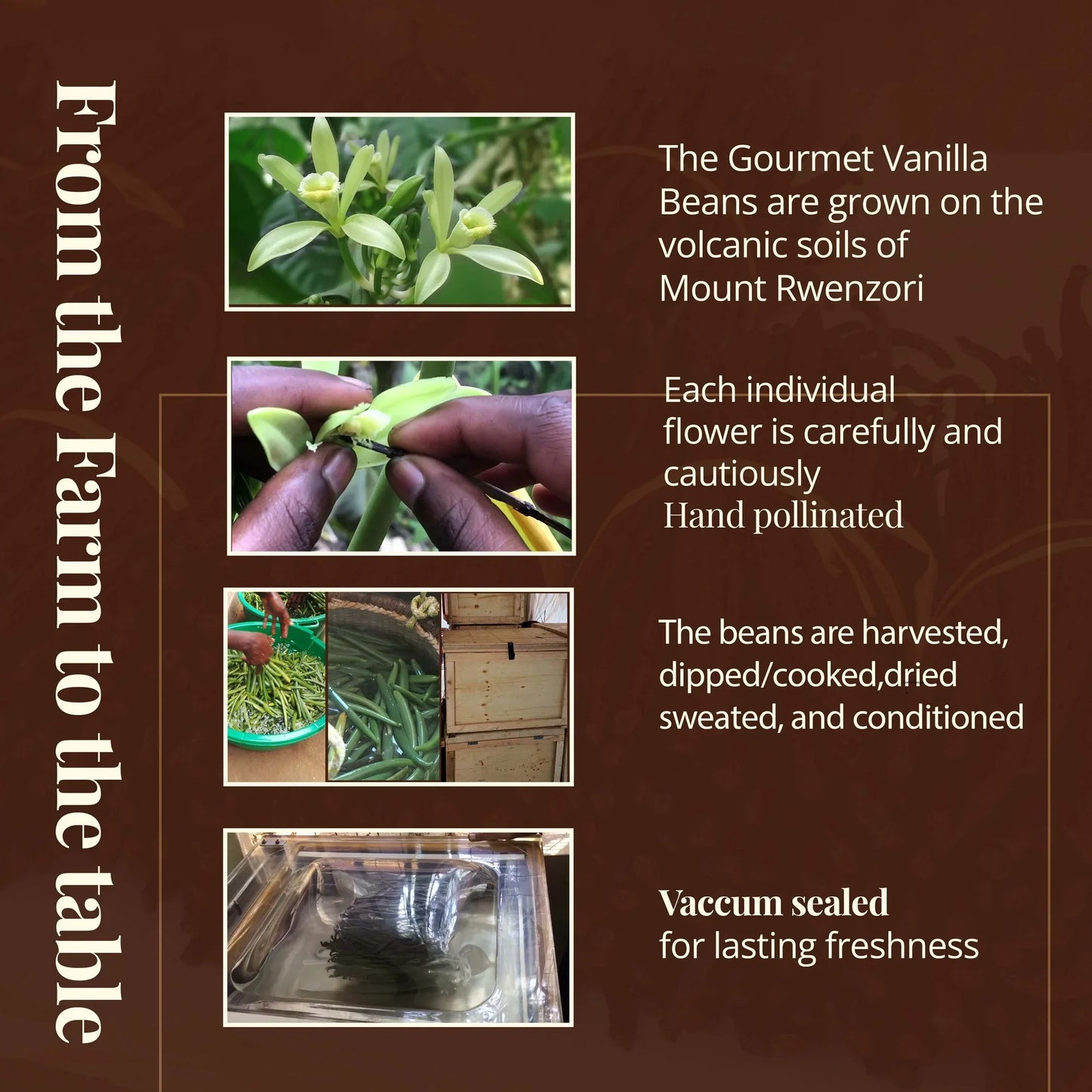 Grade A Vanilla Beans (25 Pack) Baking & Extract Use
