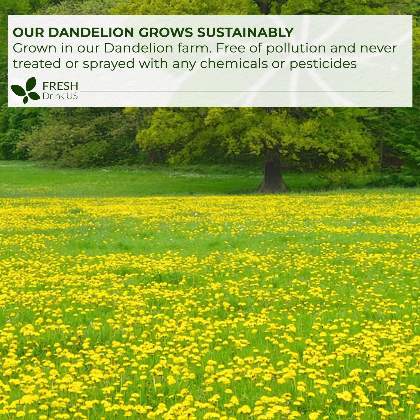 Dandelion Root Tea Bags, 100% Natural & Pure from Dandelion Root, Eco-Conscious Tea Bags, Dandelion Root Herbal Tea. Dandelion Root Tea. No Sugar, No Caffeine, No Gluten, Vegan.