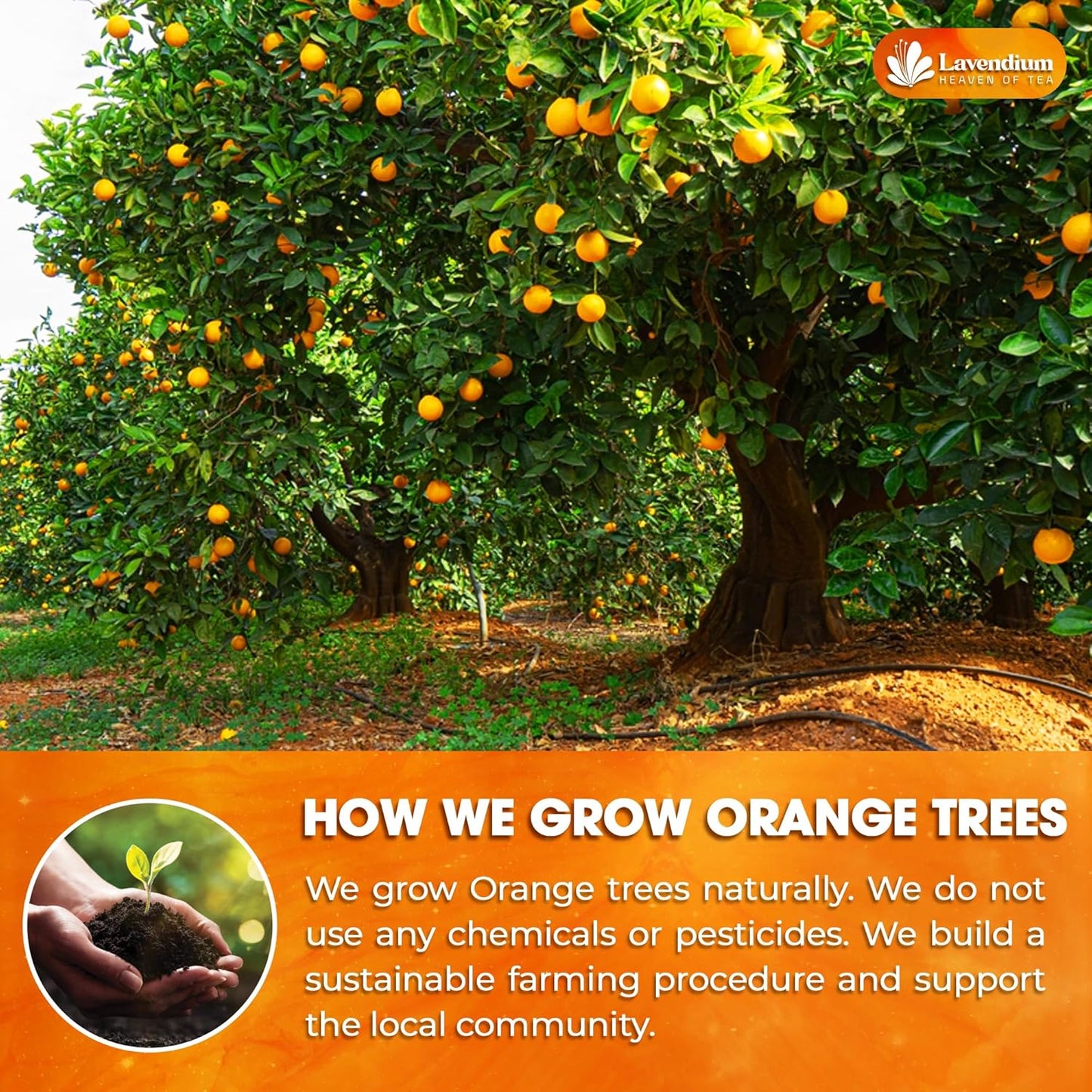 Premium Dried Orange Slices 6oz – Natural Dehydrated Citrus Wheels for Tea, Cocktails, Baking, Holiday Decorations, Potpourri, and Crafts.