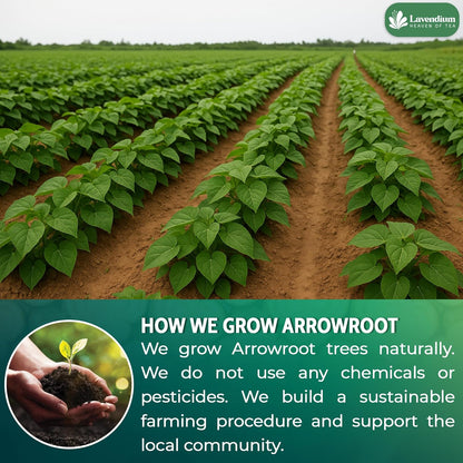 Premium Arrowroot Starch Powder – 17.6oz Resealable Bag, Gluten-Free, Non-GMO, Premium Plant-Based Thickener for Cooking, Baking & Frying.