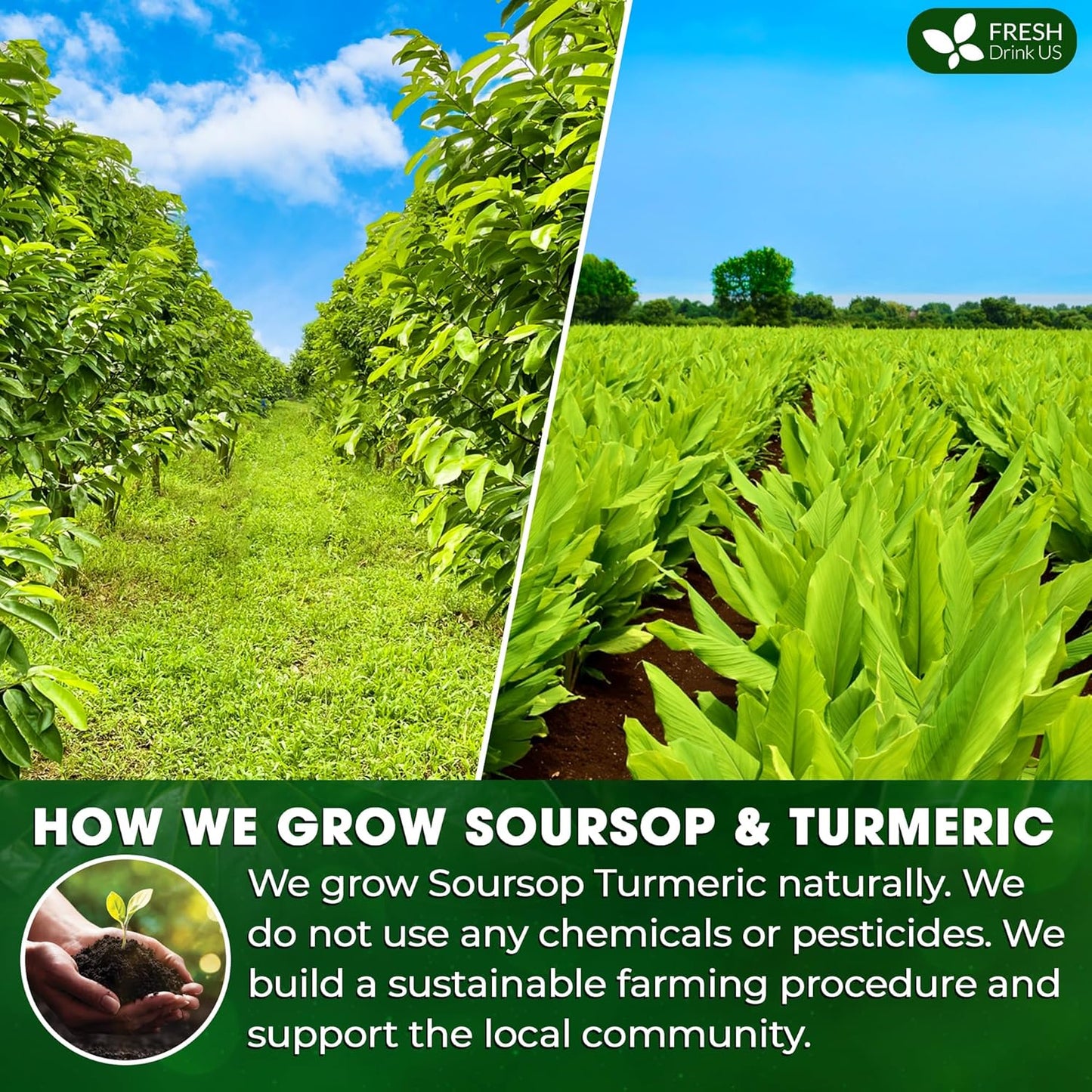 Premium Soursop Turmeric Tea Bags | Blend of Soursop Leaves, and Turmeric Root