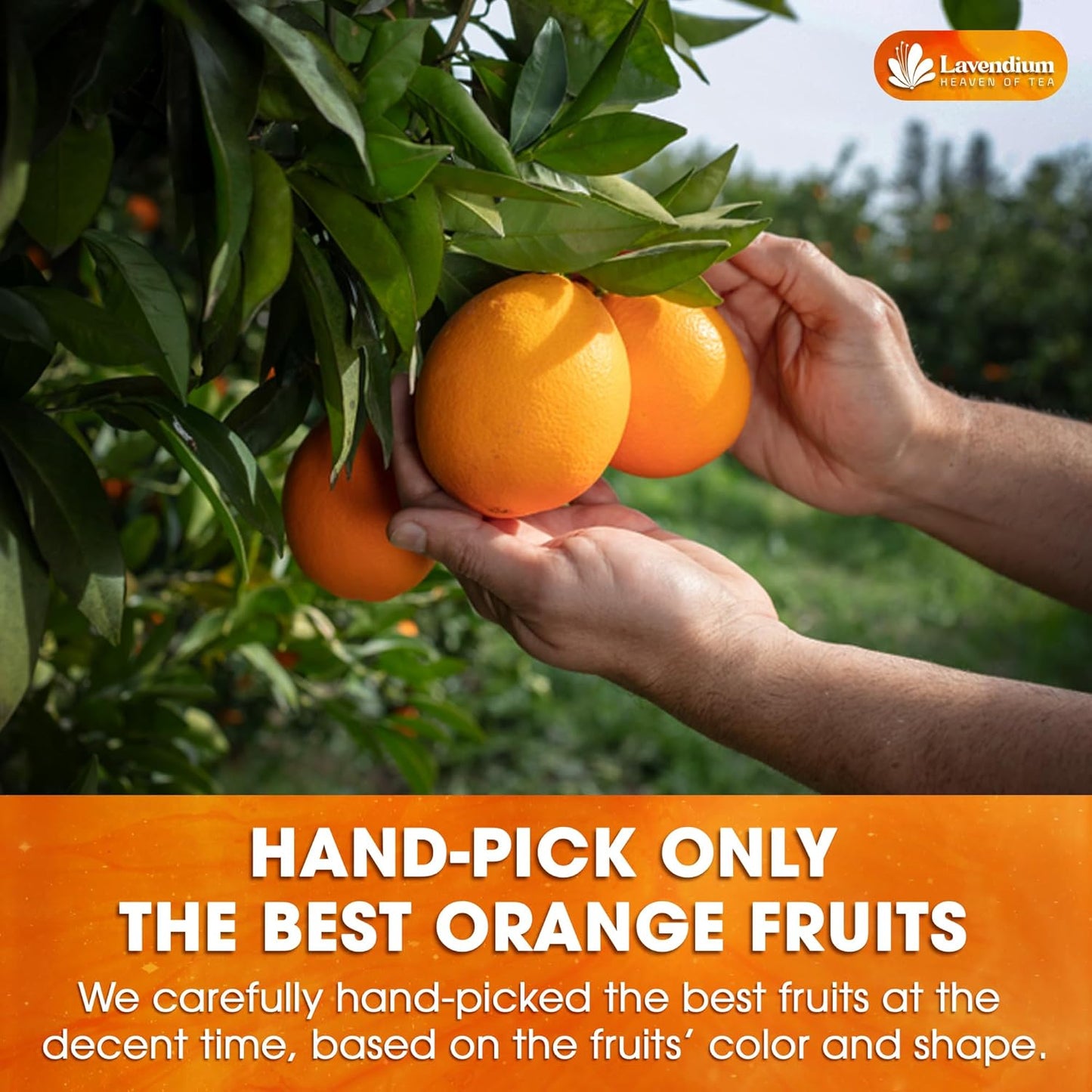 Premium Dried Orange Slices 6oz – Natural Dehydrated Citrus Wheels for Tea, Cocktails, Baking, Holiday Decorations, Potpourri, and Crafts.