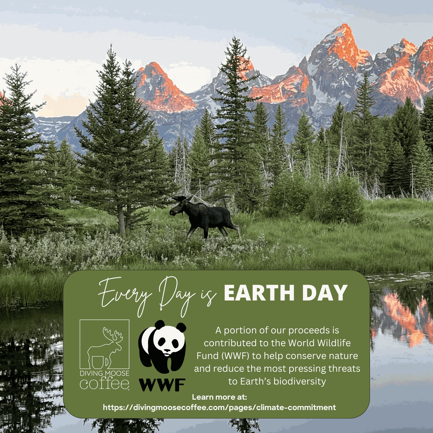 The Koala - Decaf Espresso Dark Roast Blend