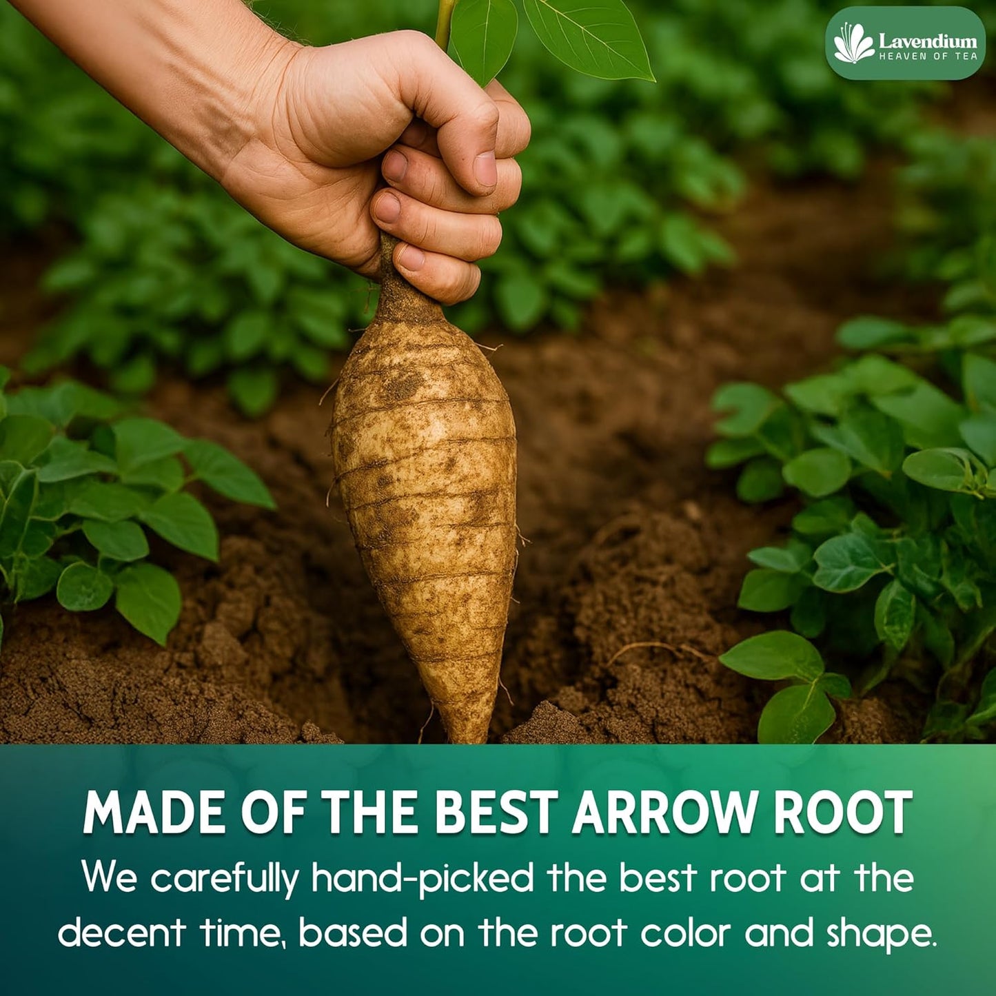 Premium Arrowroot Starch Powder – 17.6oz Resealable Bag, Gluten-Free, Non-GMO, Premium Plant-Based Thickener for Cooking, Baking & Frying.