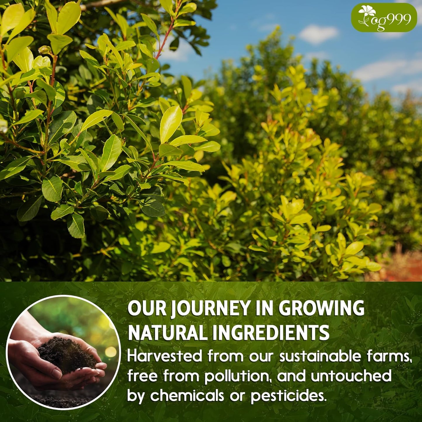 Yerba Mate Tea Bags, Hi-Caffeine, Unsmoked Yerba Mate Tea Bags, Super-Green Yerba Mate, No Dust