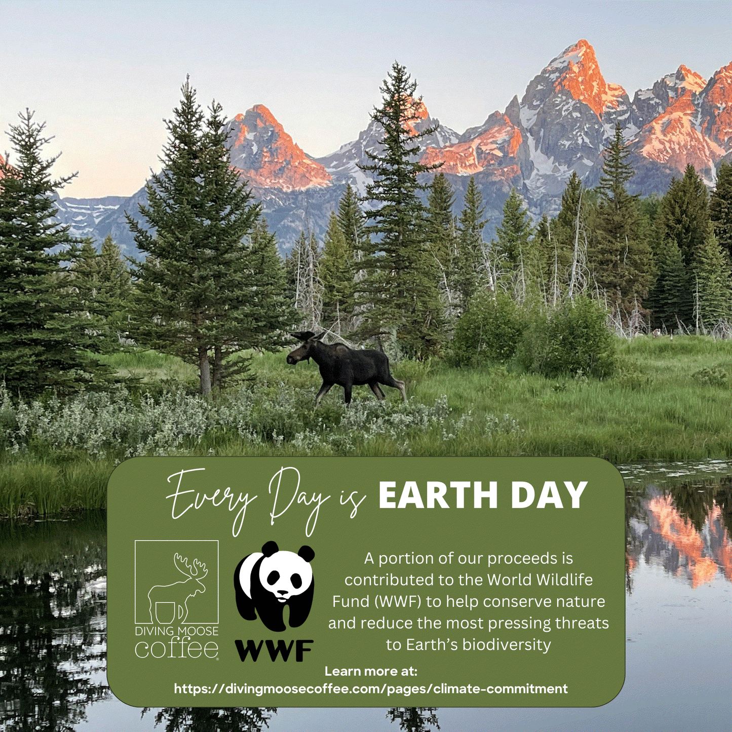 The Diving Moose Signature Medium-Dark Roast Blend