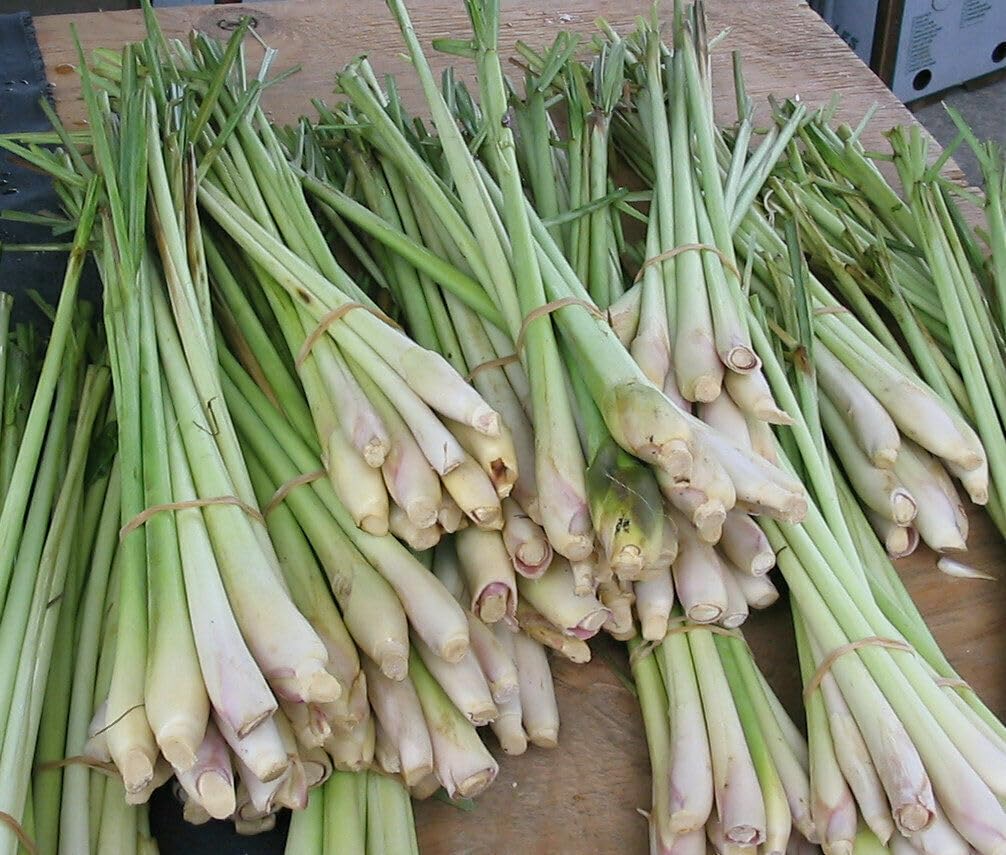 Lemongrass Fresh 8-10 Stalks from Trendoli Fresh.