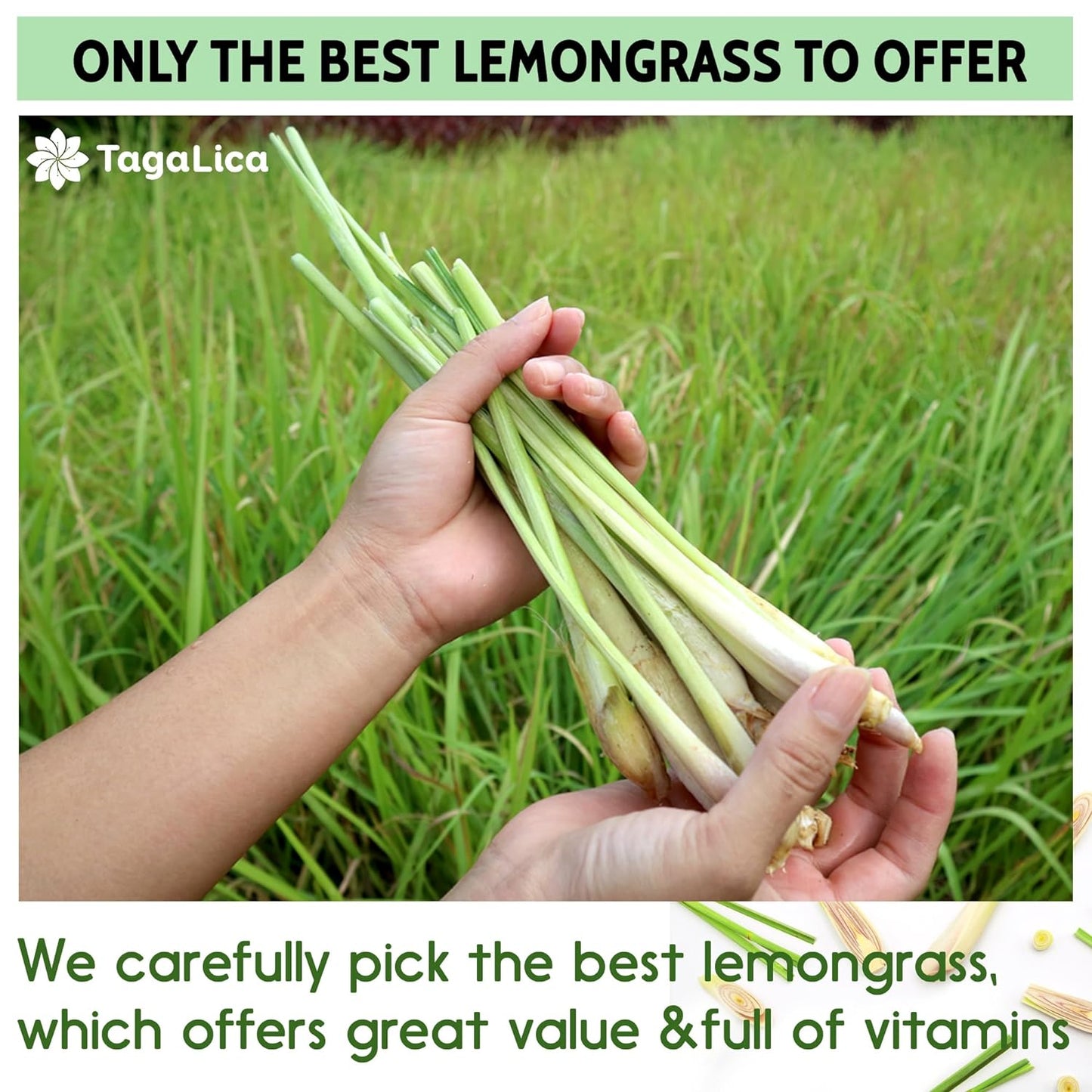 Lemongrass Tea Bags, 100% Natural & Pure Lemongrass leaves, Eco-Conscious Tea Bags, Lemongrass Herbal Tea. Lemongrass Leaf Tea. No Sugar, No Caffeine, No Gluten, Vegan.