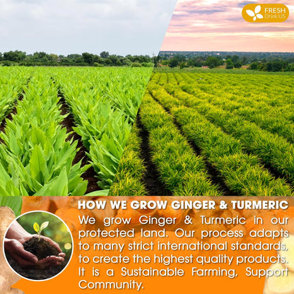 Premium Ginger Turmeric Tea Bags, Hand-made Blend of Ginger and Turmeric Herbal Tea, Eco-conscious Tea Bags. No Sugar, No Caffeine, No Gluten, Vegan.