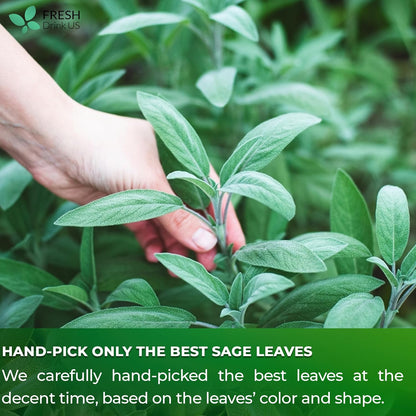 Sage Leaf Tea Bags, 100% Natural & Pure from Sage Leaves. Loose Leaf Sage Herbal Tea. Sage Leaf Tea. Made with Natural Material Tea Bags. No Sugar, No Caffeine, No Gluten, Vegan.