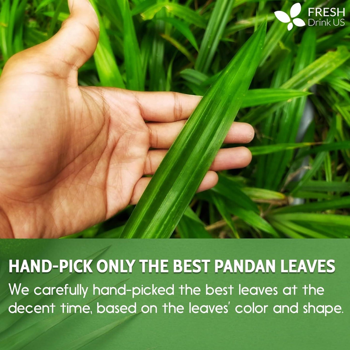 Natural Pandan Leaves Dried, No Additives, No Caffeine, Vegan