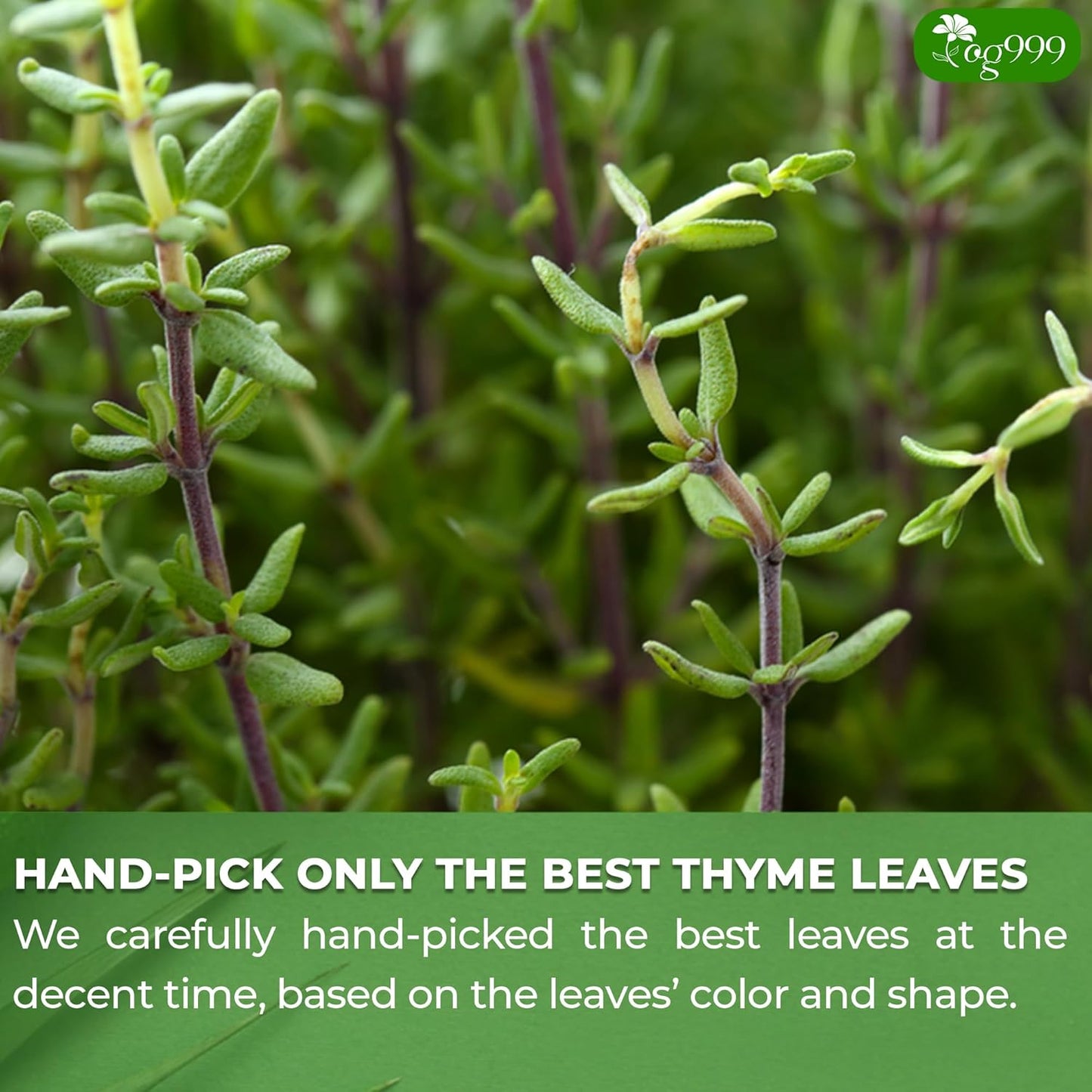 Premium 40 Thyme Leaf Tea Bags, 100% Natural & Pure, Loose Leaf Herbal Tea.