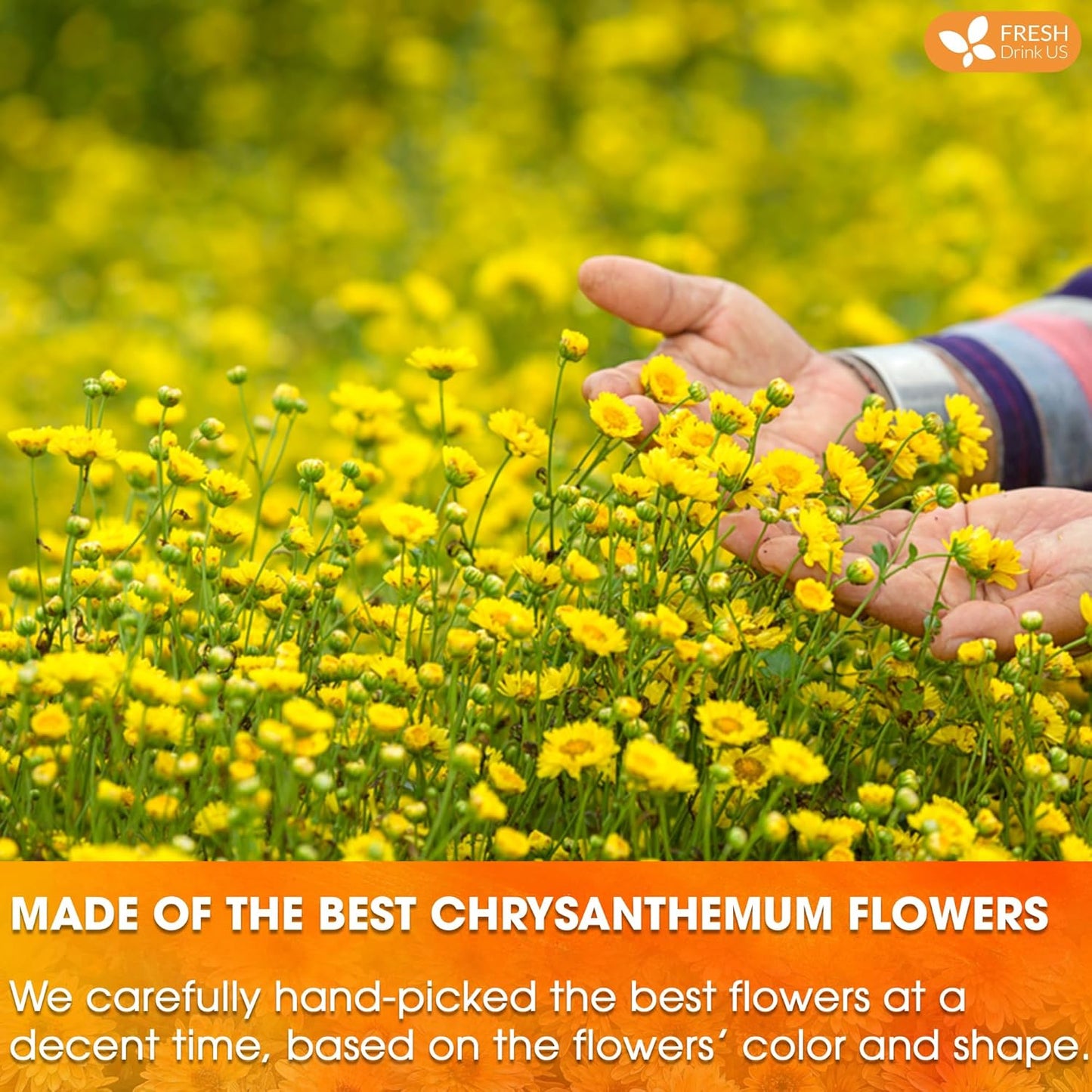 Premium 75 Chrysanthemum Flower Tea Bags