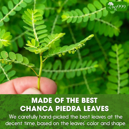 Dried Chanca Piedra Leaves, Chanca Piedra Tea “Stone Breaker” Tea Bags