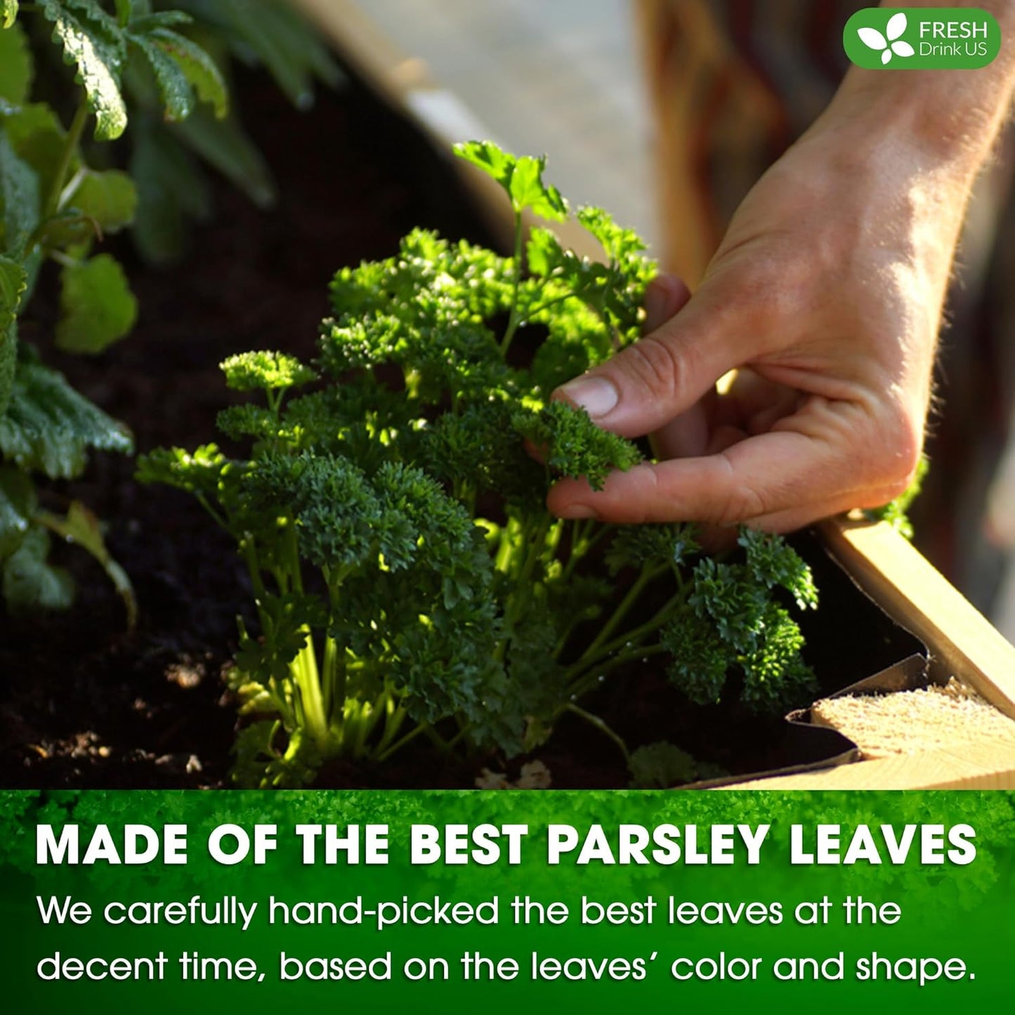 Premium Parsley Leaf Tea Bags, 100% Natural & Pure from Parsley Leaves.