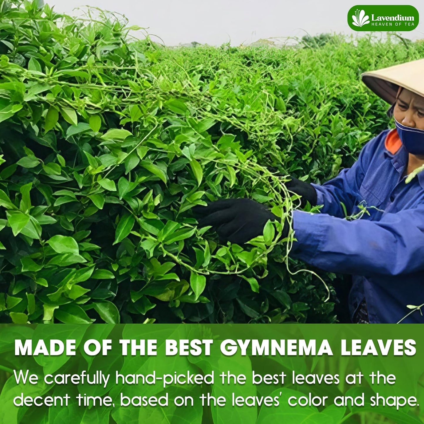 Premium Gymnema Leaf Tea Bags for Diabetics, 100% Natural & Pure from Gymnema Leaves.
