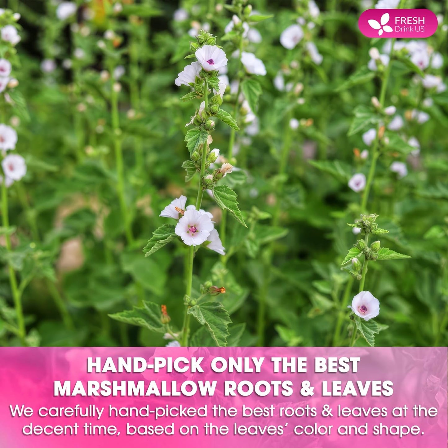 Premium Marshmallow Root and Leaf Tea Bags, 100% Natural & Pure.