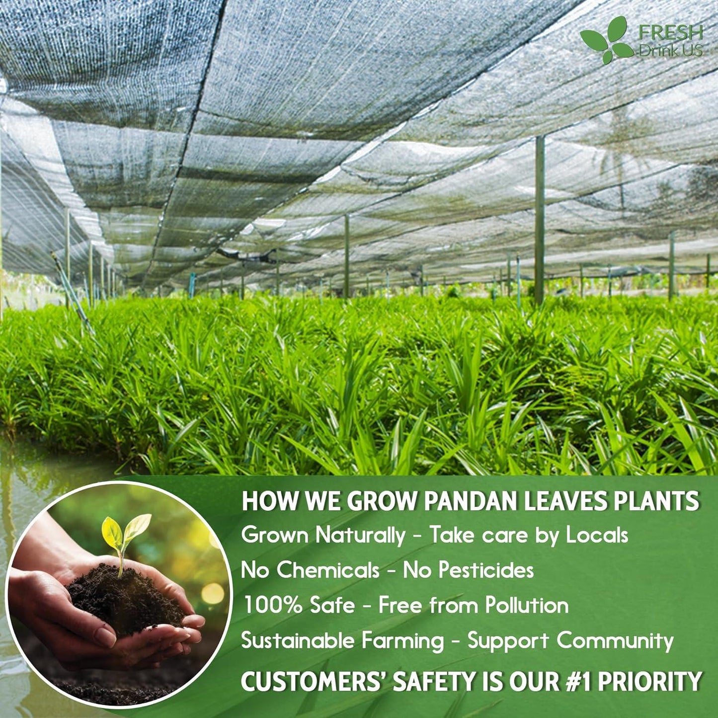 Natural Pandan Leaves Dried, No Additives, No Caffeine, Vegan