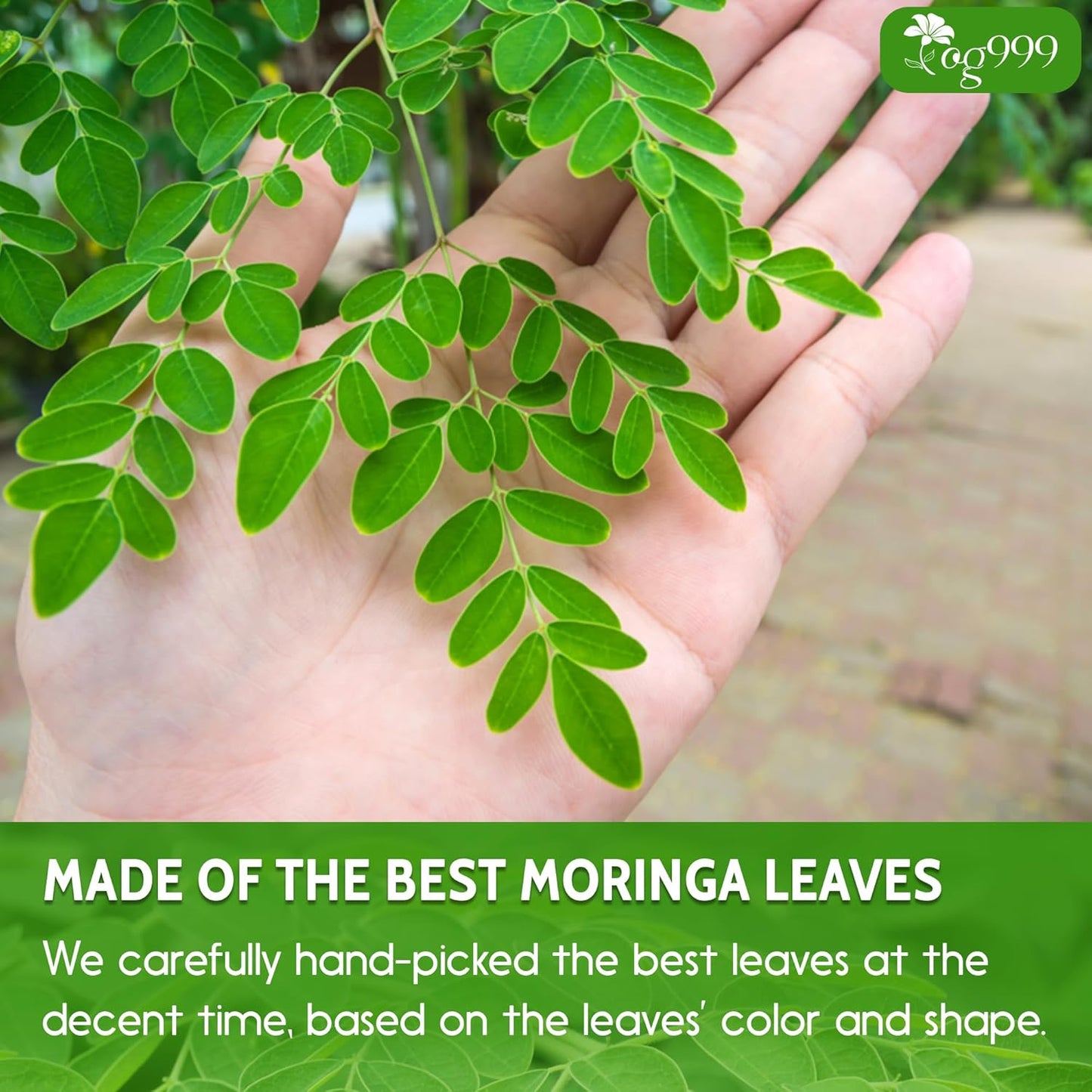 Premium Moringa Leaf Powder, 100% Natural and Pure from Moringa Leaves, No Additives, No Gluten, No Sugar, Vegan