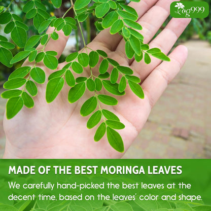 Premium 16oz Moringa Leaf Powder, 100% Natural and Pure from Moringa Leaves, No Additives, No Gluten, No Sugar, Vegan