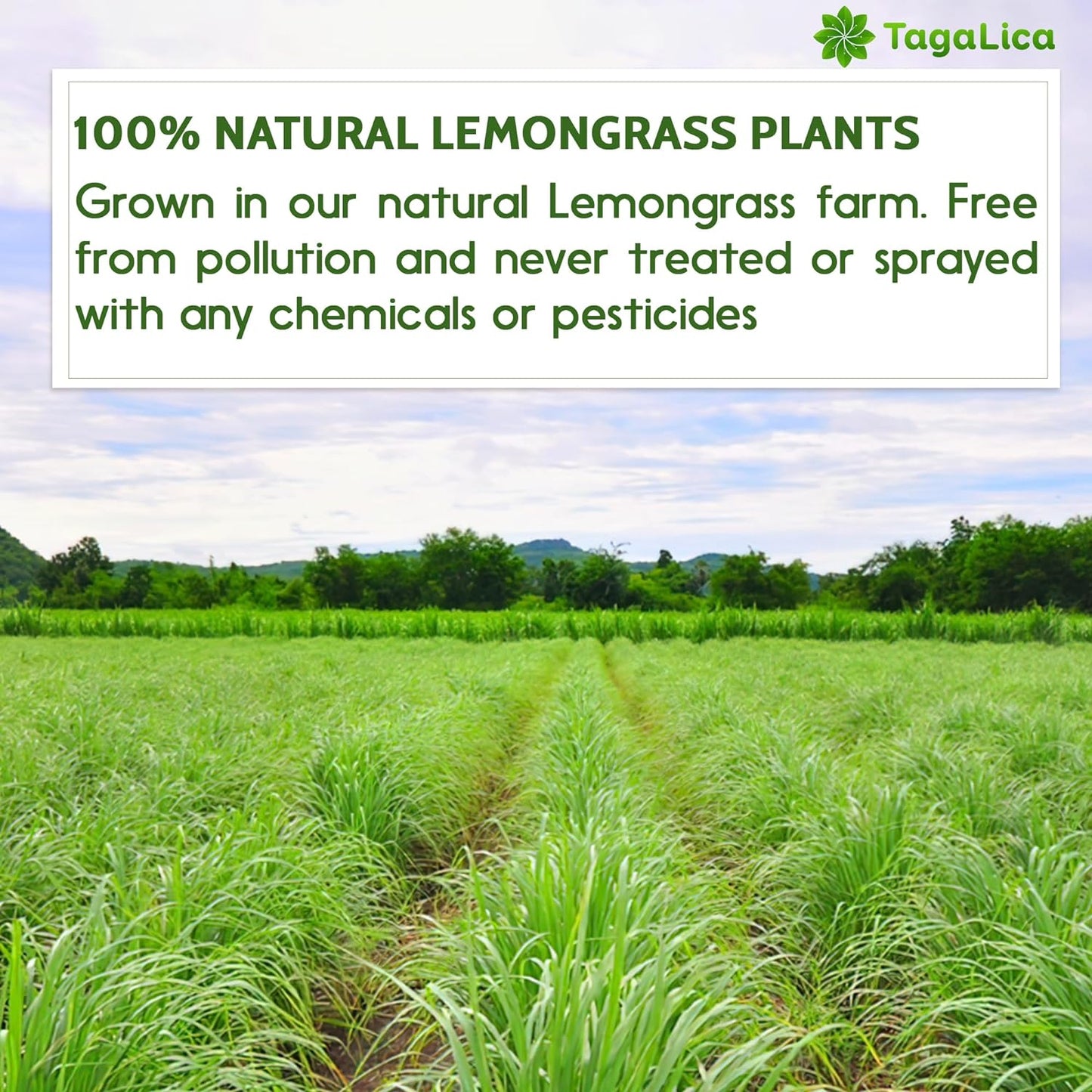 Lemongrass Tea Bags, 100% Natural & Pure Lemongrass leaves, Eco-Conscious Tea Bags, Lemongrass Herbal Tea. Lemongrass Leaf Tea. No Sugar, No Caffeine, No Gluten, Vegan.