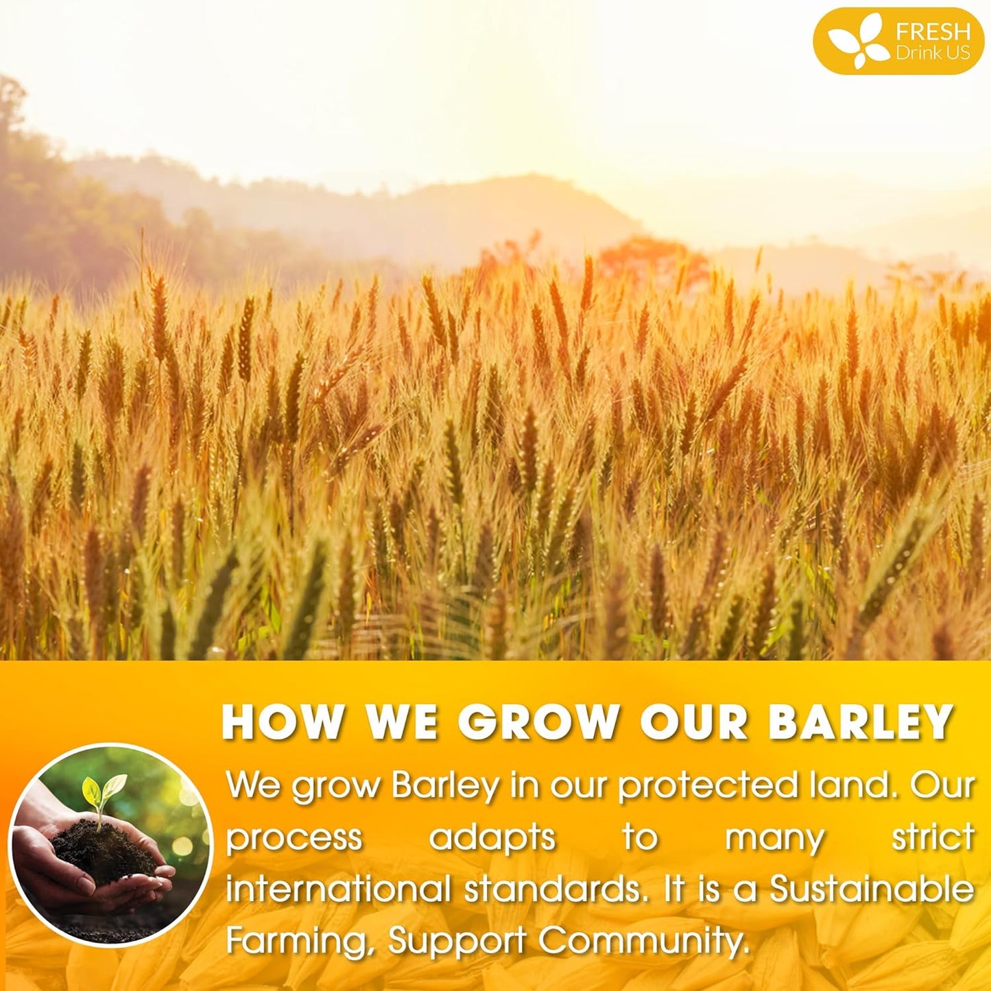 Premium Barley Tea Bags, 100% Natural & Pure from Barley. Loose Barey Herbal Tea. No Sugar, No Caffeine, No Gluten, Vegan.