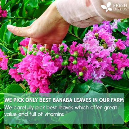 Natural Banaba Dried Leaves, Tea Bags, Powder, Whole Banaba Leaves, 100% Pure Dried Banaba Leaves, Banaba Leaf Tea, No Additives, No Caffeine, Vegan