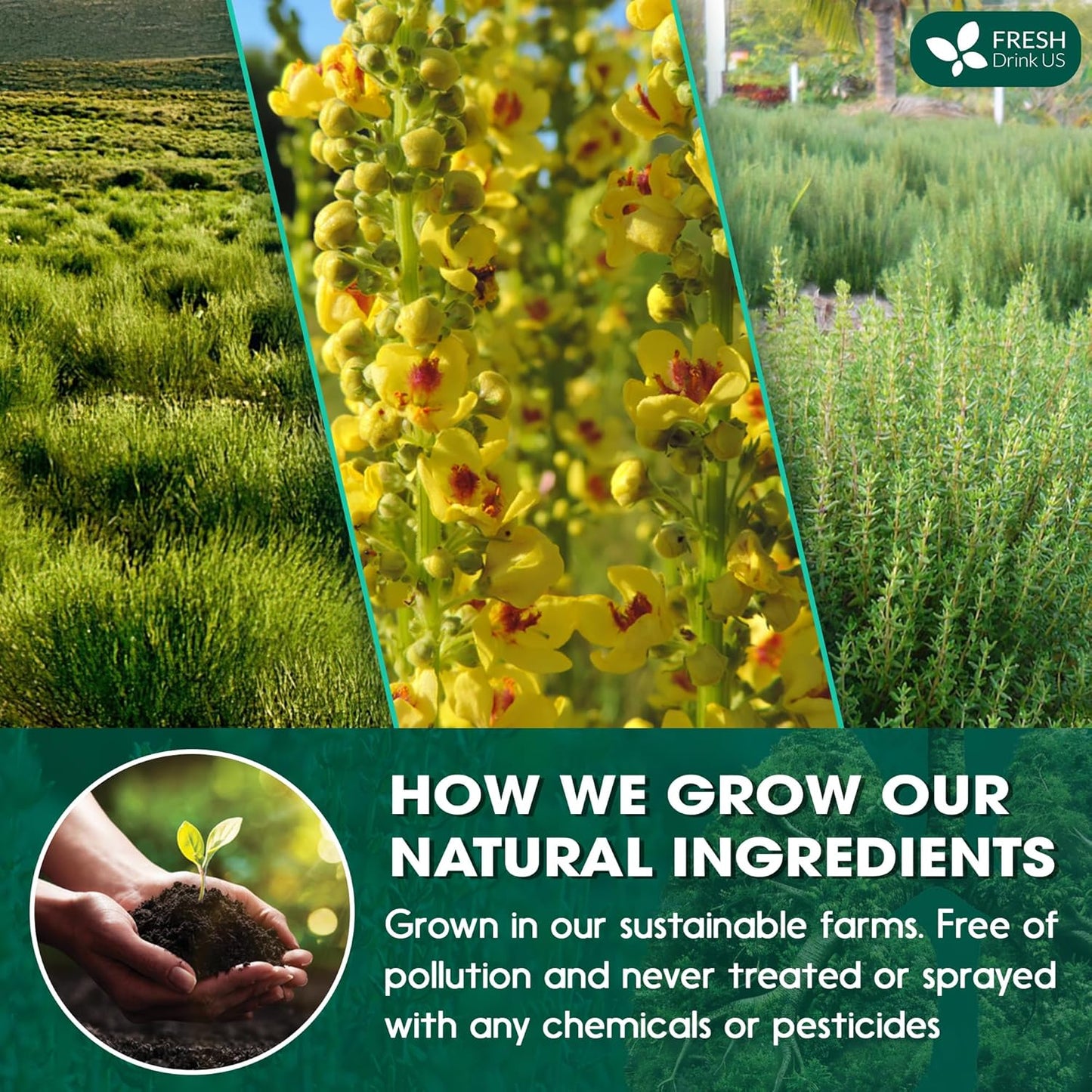 StrongerLungs Tea Bags - Supports Lung Cleanse, Congestion Relief & Mucus Detox