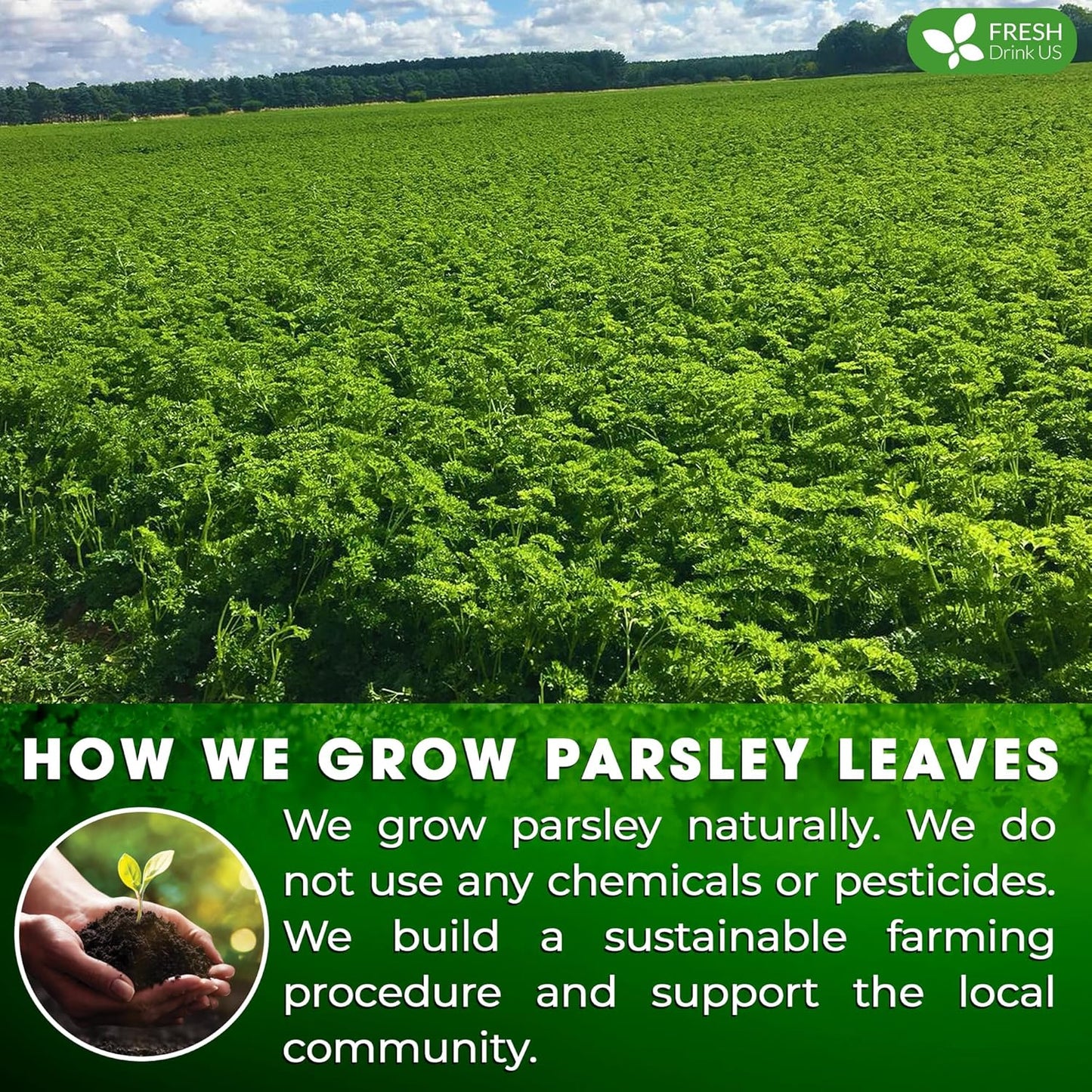 Premium Parsley Leaf Tea Bags, 100% Natural & Pure from Parsley Leaves.