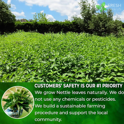 Premium Nettle Leaf Tea Bags, 100% Natural & Pure, Stinging Nettle Leaf Tea, Nettle Leaf Tea, Burn Nettle, Stinging Nettle, Nettle Tea, Stinger Tea, No Sugar/Caffeine & Gluten, Vegan