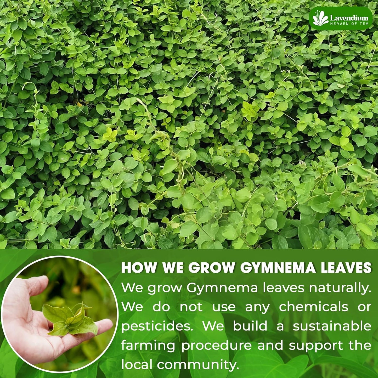 Premium Gymnema Leaf Tea Bags for Diabetics, 100% Natural & Pure from Gymnema Leaves.