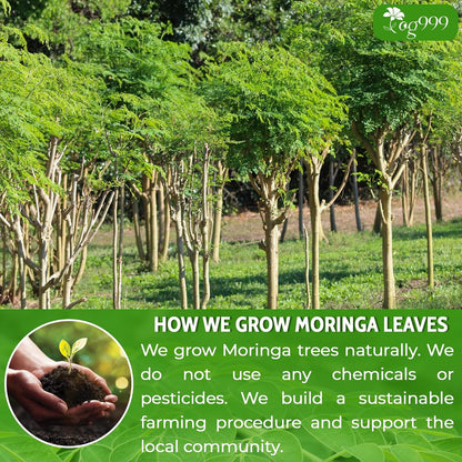 Premium 16oz Moringa Leaf Powder, 100% Natural and Pure from Moringa Leaves, No Additives, No Gluten, No Sugar, Vegan
