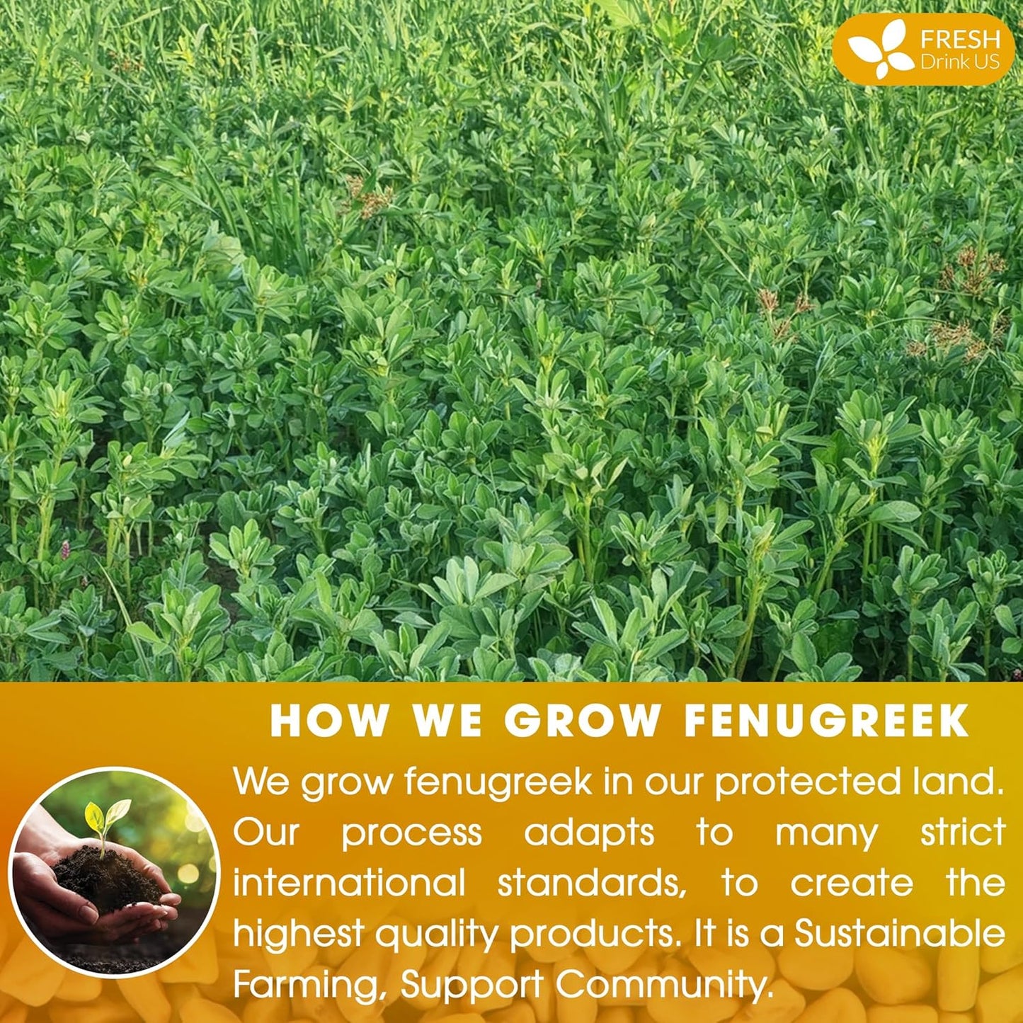 Premium Fenugreek Tea Bags. No Sugar, No Caffeine, No Gluten, Vegan. (30 Tea Bags)