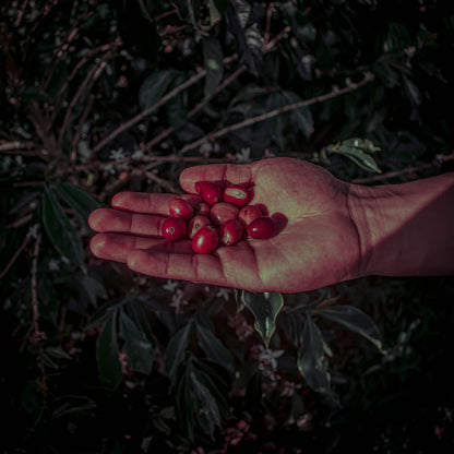 Pink Bourbon - Natural