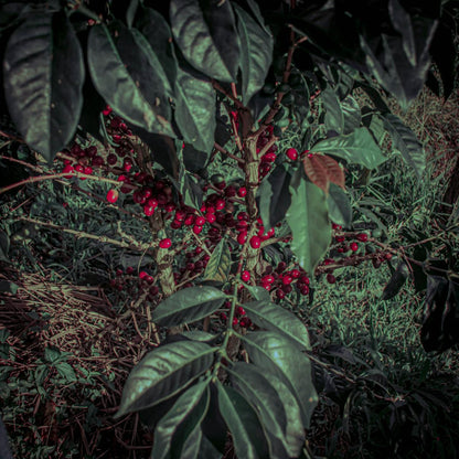 Pink Bourbon - Washed Espresso