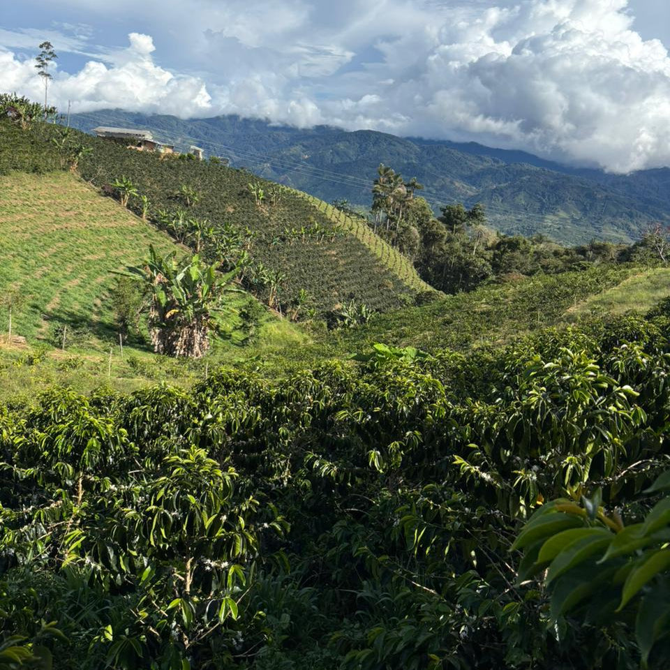 Pink Bourbon - Washed Espresso